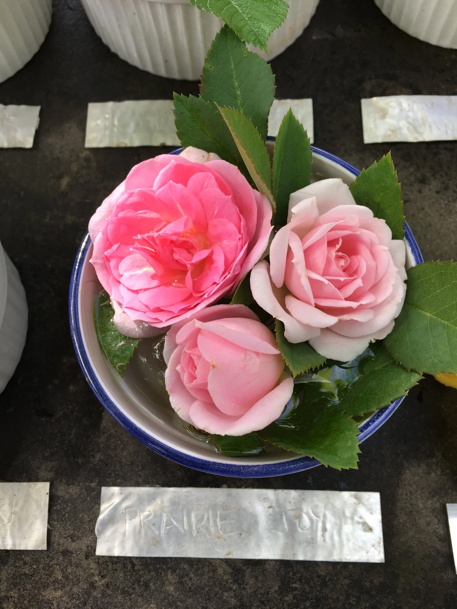 Prairie Joy Rose — Corn Hill Nursery